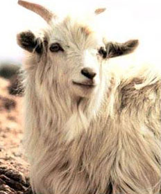 cashmere-goat